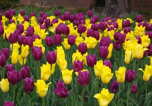 Tulip Golden Royal Blend | 50 pce