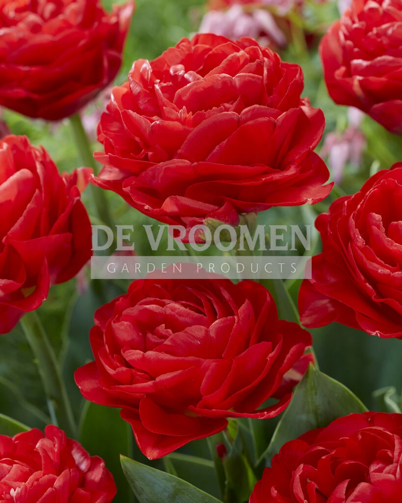 Tulip Pamplona 50 pce De Vroomen US