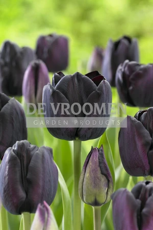 Tulipa Triumph Paul Scherer | 50 pce
