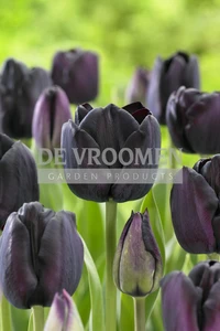 Tulipa Triumph Paul Scherer | 50 pce
