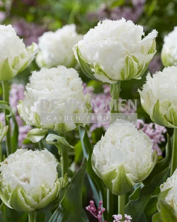 Tulipa Fringed Snow Crystal | 50 pce