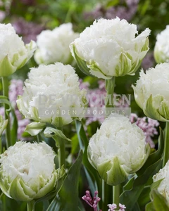 Tulipa Fringed Snow Crystal | 50 pce