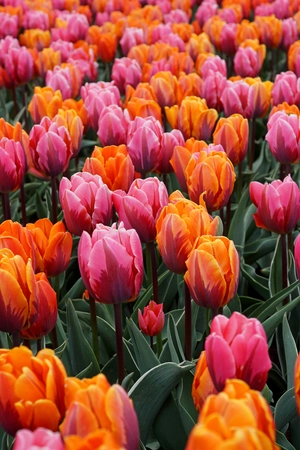 Tulip Sunset Reflection Blend | 50 pcs
