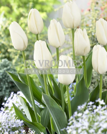 Tulip White Clouds (Hakuun) | 50 pce