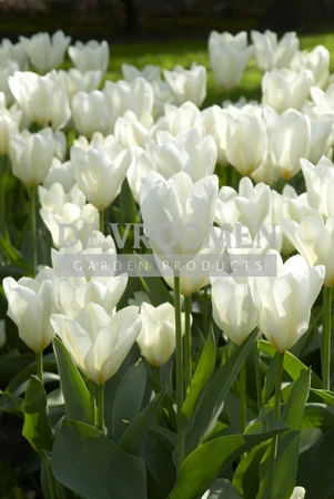 Tulip White Emperor | 50 pcs
