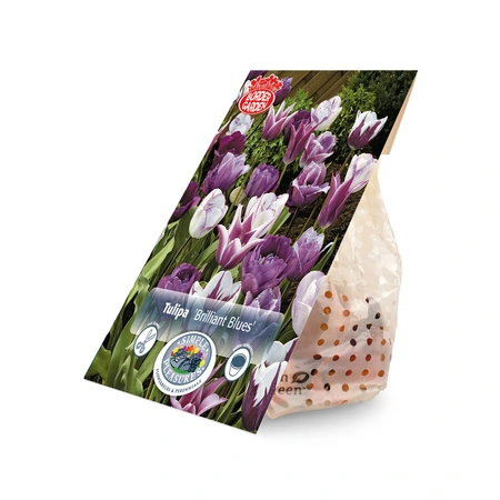 Tulipa Blend Brilliant Blues | Cappers 10 x 15 - image 2