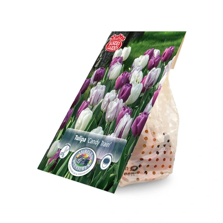 Tulipa Blend Candy Train | Cappers 10 x 15 - image 3