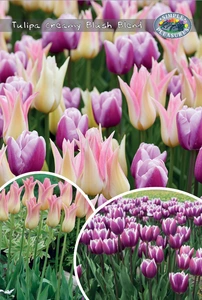 Tulipa Blend Creamy Blush | Bags 14 x 25
