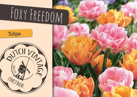 Tulipa Blend Foxy Freedom | Cappers 7 x 16 - image 1