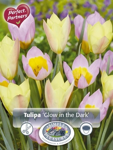 Tulipa Blend Glow in the Dark | Cappers 25 x 16 - image 4