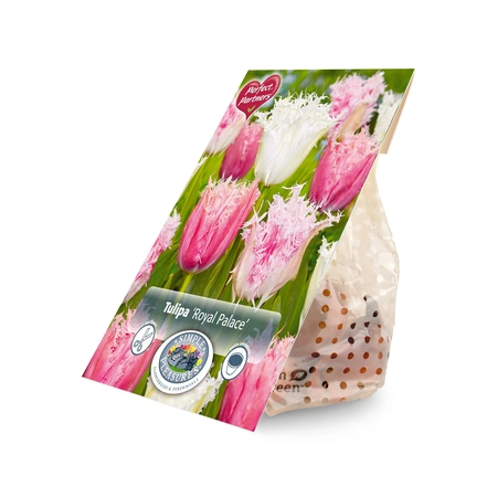Tulipa Blend Royal Palace | Cappers 8 x 20 - image 3