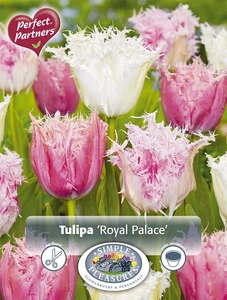 Tulipa Blend Royal Palace | Cappers 8 x 20 - image 4
