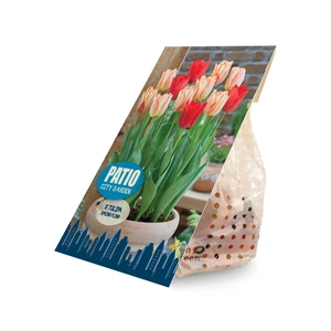 Tulipa Blend Spring Fling | Cappers 8 x 20 - image 3