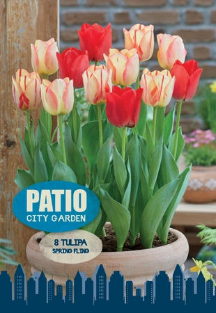 Tulipa Blend Spring Fling | Cappers 8 x 20 - image 4