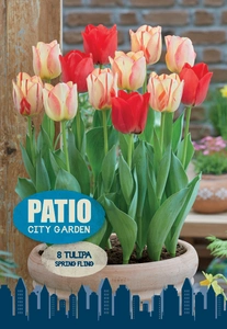Tulipa Blend Spring Fling | Cappers 8 x 20 - image 4