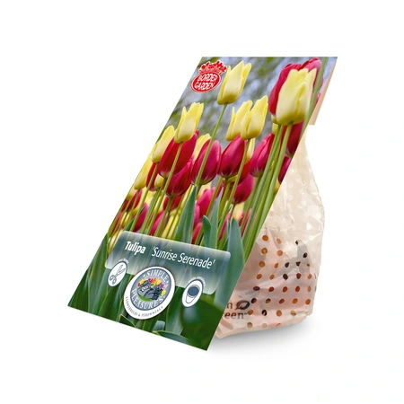 Tulipa Blend Sunrise Serenade | Cappers 12 x 15 - image 2