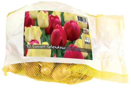 Tulipa Blend Sunset Splendour | Bags 15 x 25 - image 3