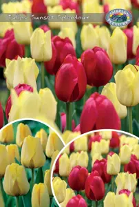 Tulipa Blend Sunset Splendour | Bags 15 x 25