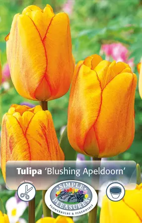 Tulipa Darwin Hybrid Blushing Apeldoorn | 80 pce - image 1