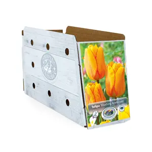 Tulipa Darwin Hybrid Blushing Apeldoorn | Capper 20 x 5 - image 2