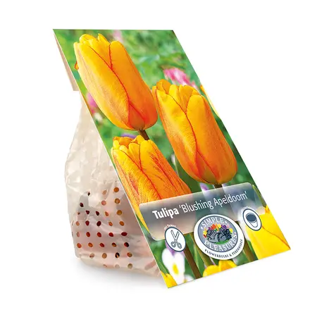 Tulipa Darwin Hybrid Blushing Apeldoorn | Capper 20 x 5 - image 3