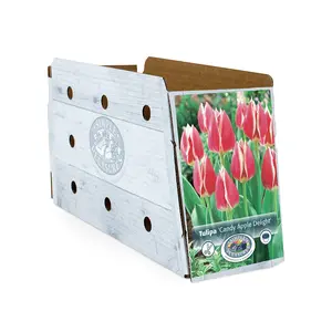 Tulipa Darwin Hybrid Candy Apple Delight | Cappers 5 x 20 - image 2