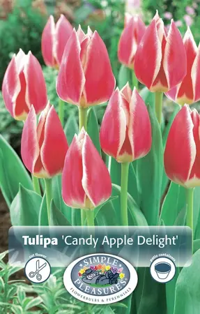 Tulipa Darwin Hybrid Candy Apple Delight | Cappers 5 x 20 - image 1