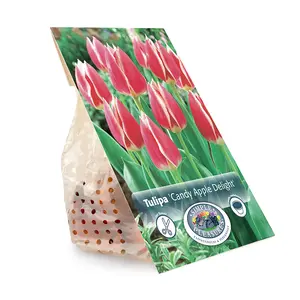 Tulipa Darwin Hybrid Candy Apple Delight | Cappers 5 x 20 - image 3