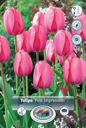 Tulipa Darwin Hybrid Pink Impression | 350 pce - image 1