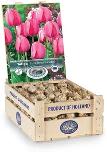 Tulipa Darwin Hybrid Pink Impression | 350 pce - image 2