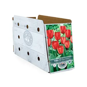 Tulipa Darwin Hybrid Red Impression | Cappers 5 x 20 - image 2