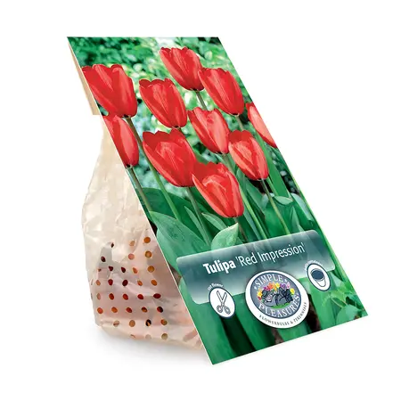 Tulipa Darwin Hybrid Red Impression | Cappers 5 x 20 - image 3