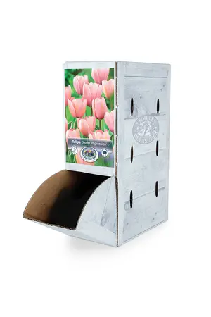 Tulipa Darwin Hybrid Sweet Impression | 80 pcs - image 2