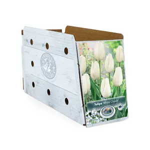 Tulipa Darwin Hybrid White Clouds (Hakuun) | Cappers 5 x 20 - image 2