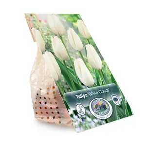 Tulipa Darwin Hybrid White Clouds (Hakuun) | Cappers 5 x 20 - image 3