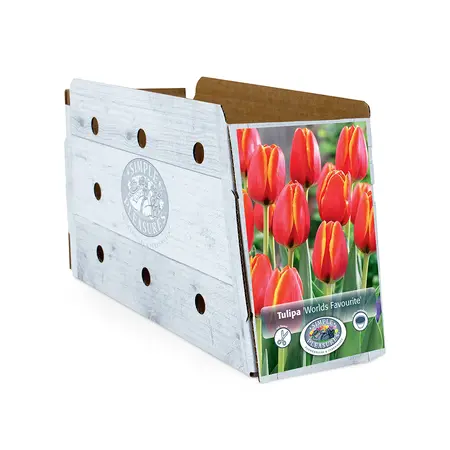 Tulipa Darwin Hybrid World's Favourite | Cappers 5 x 20 - image 2