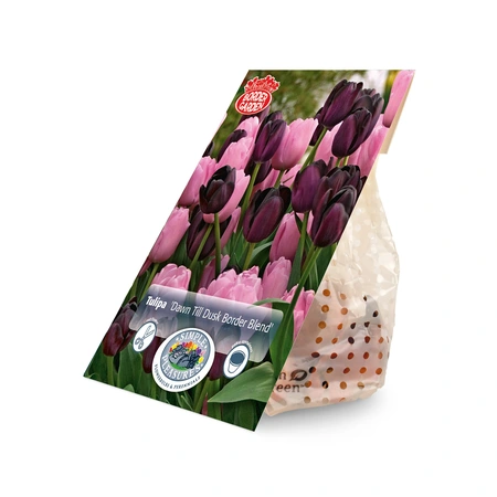 Tulipa Dawn Till Dusk Border Blend | Cappers 10 x 15 - image 2