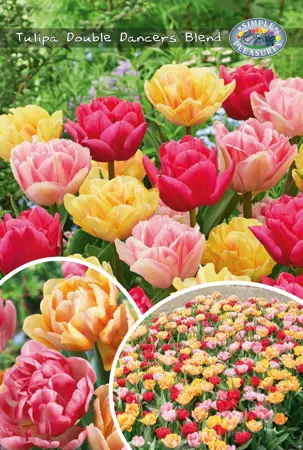 Tulipa Double Dancers Blend | Bags 12 x 25 - image 1