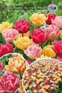 Tulipa Double Dancers Blend | Bags 12 x 25