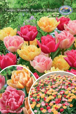 Tulipa Double Dancers Blend | Bags 12 x 25 - image 3