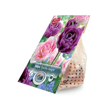 Tulipa Double Delight | Cappers 8 x 20 - image 2