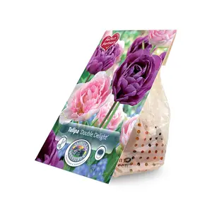 Tulipa Double Delight | Cappers 8 x 20 - image 2