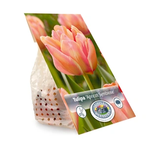 Tulipa Double Early Apricot Symbiose | Cappers 5 x 20 - image 3