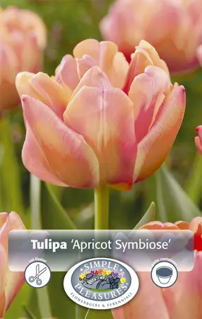 Tulipa Double Early Apricot Symbiose | Cappers 5 x 20 - image 1
