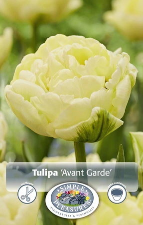 Tulipa Double Early Avant Garde | 100 pcs - image 3