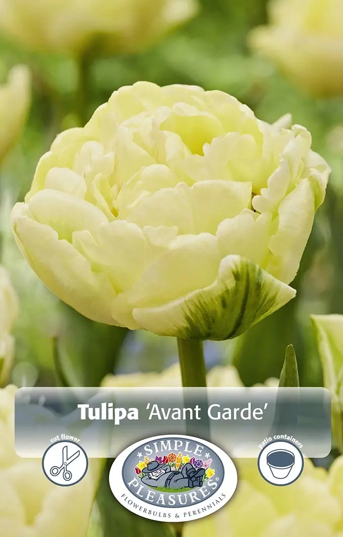 Tulipa Double Early Avant Garde Capper 20 X 5 De Vroomen Us