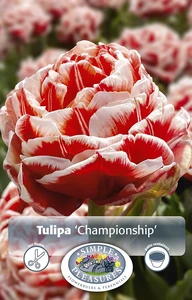 Tulipa Double Early Championship | 80 pce - image 3