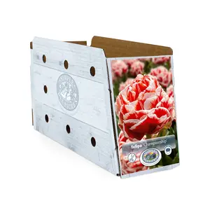 Tulipa Double Early Championship | Cappers 5 x 20 - image 2