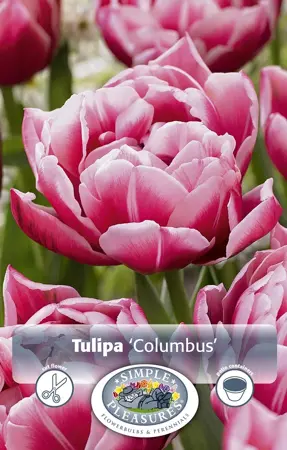 Tulipa Double Early Columbus | 80 pce - image 1