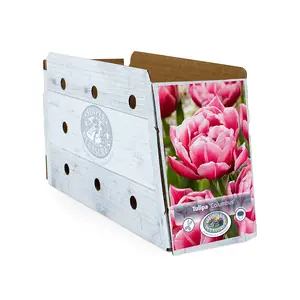Tulipa Double Early Columbus | Cappers 5 x 20 - image 2